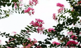 精品国产乱码久久久久久紫薇蜜桃,紫薇蜜桃，探寻神秘之境